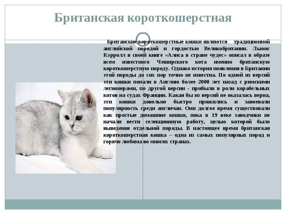 Невская маскарадная кошка - характер, уход, питание и болезни породы