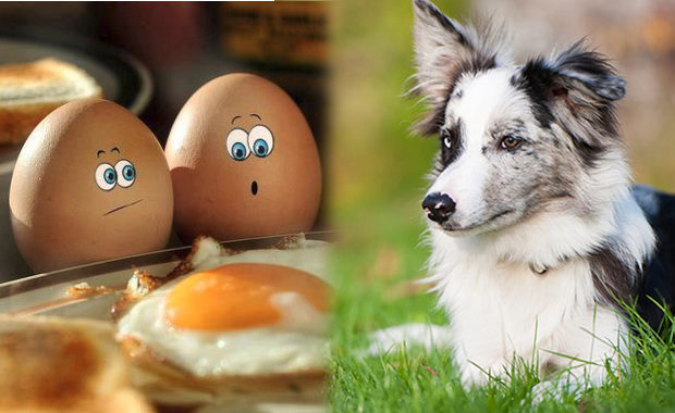 Можно ли собаке давать яйца