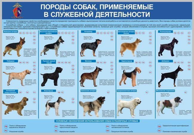 Породы собак по классификации кинологических организаций: перечень групп