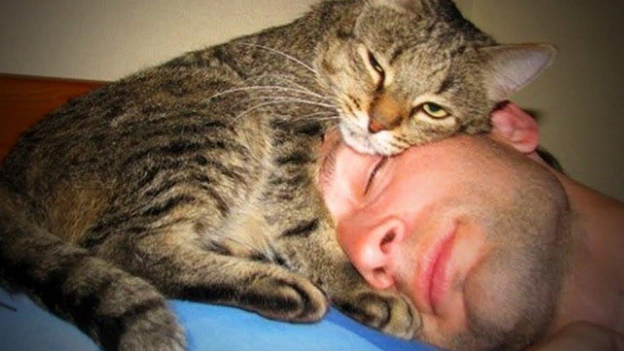 Кошка ложится спать возле головы почему