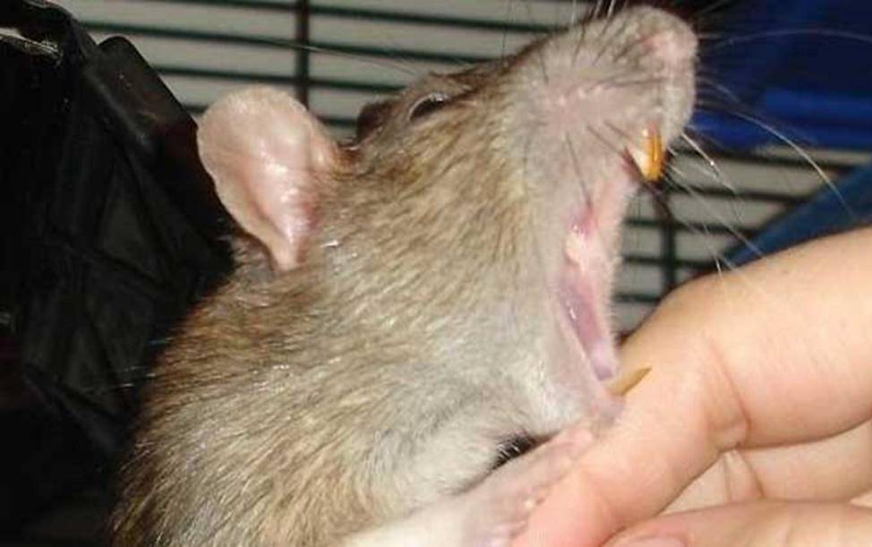 Как отучить крысу кусаться — почему крысы кусаются, как предотвратить агрессию