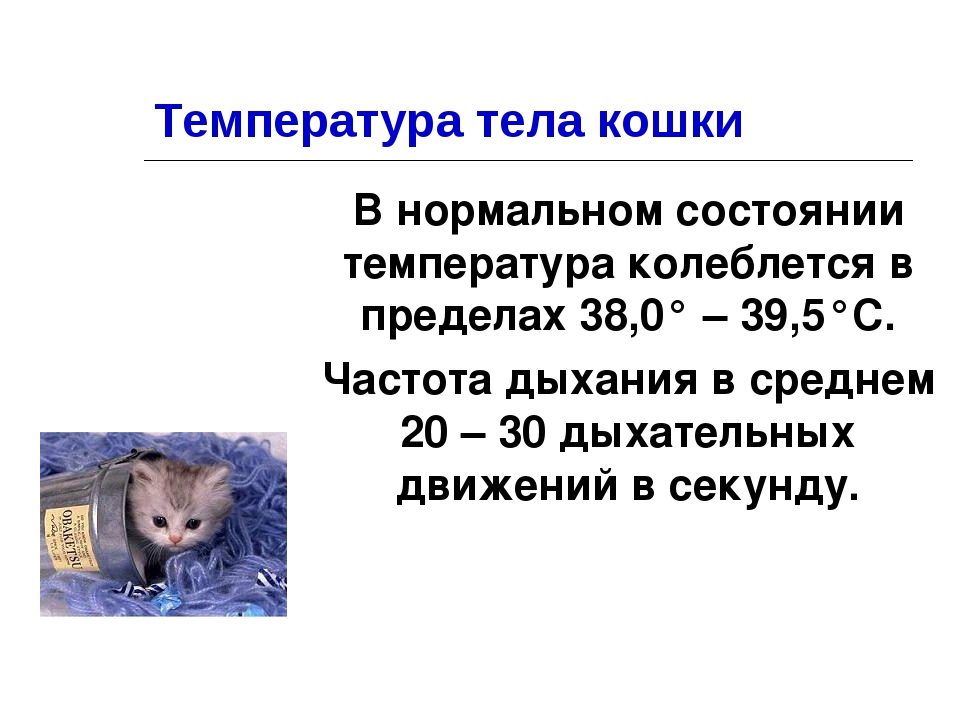 Температура тела кошки: норма и отклонения, способы измерения температуры, что делать, если температура у кошки повышена или понижена