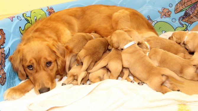 ᐉ когда можно отдавать щенков после рождения? - zoomanji.ru