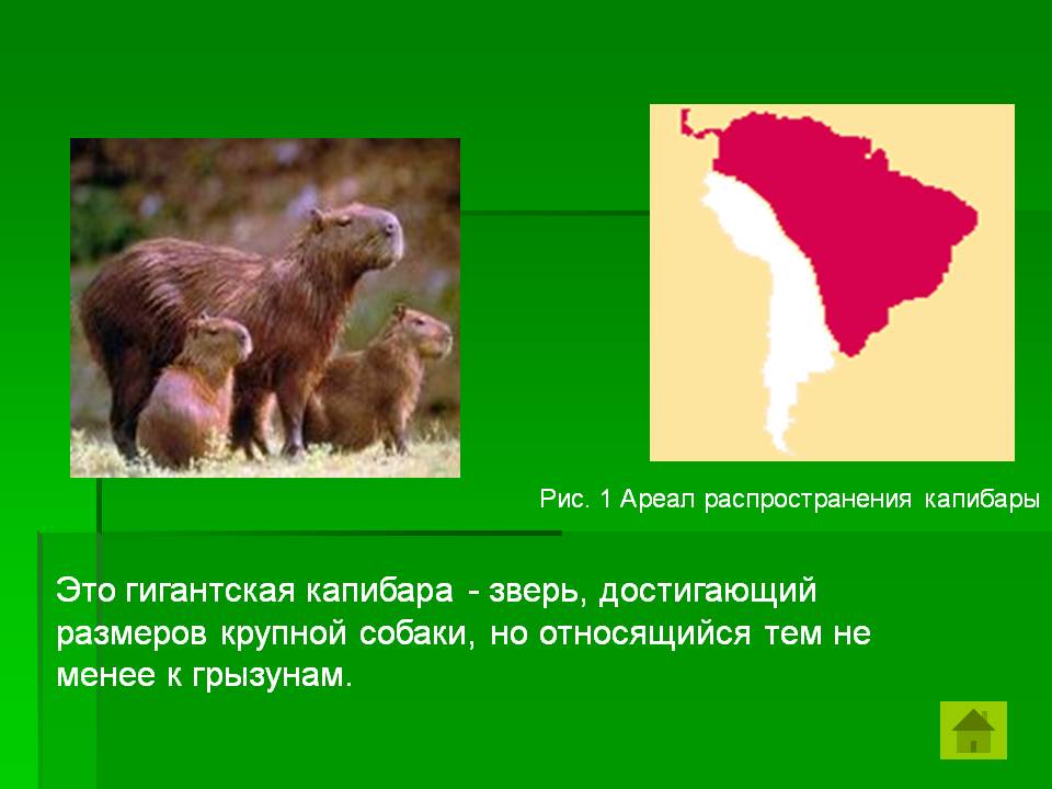 Капибара. где живет и полное описание животного - фото и видео