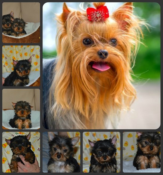Йоркширский терьер беби фейс: особенности породного типа, внешний вид, характер, здоровье, уход и кормление + фото собак