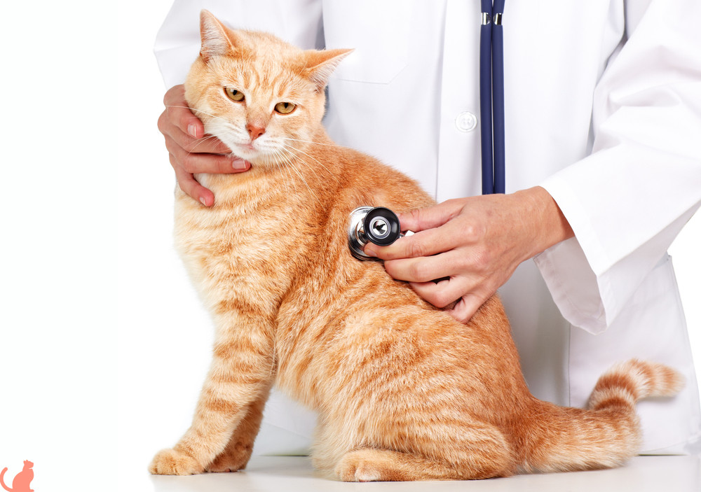 Панкреатит у кошек - симптомы и лечение