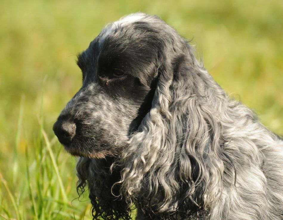 Английский кокер-спаниель (80 фото): описание породы собак. как выглядят рыжие и черные щенки? уход и одежда, отзывы