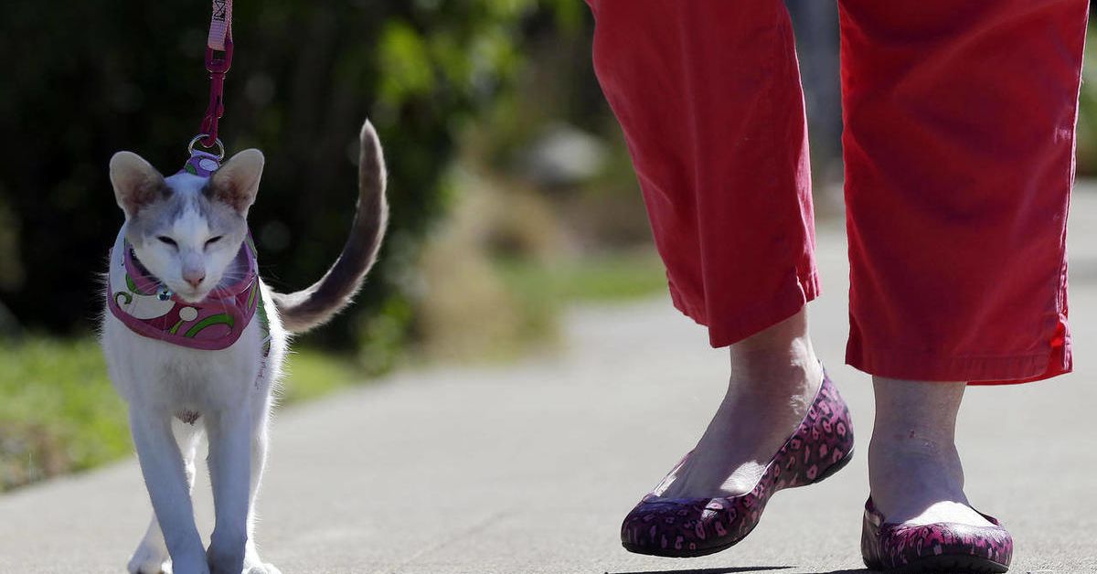 Можно ли гулять с кошкой: мифы о прогулках на поводке