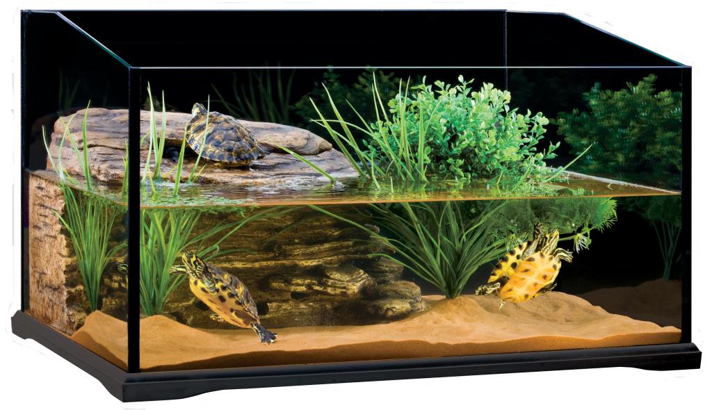 Обустройство аквариума для красноухой черепахи (оборудование и оформление)