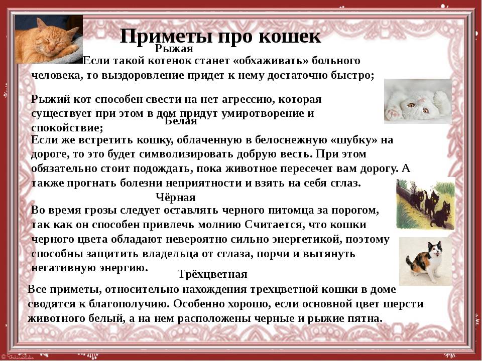 Какие бывают породы рыжих котов: описание +фото и характеристики