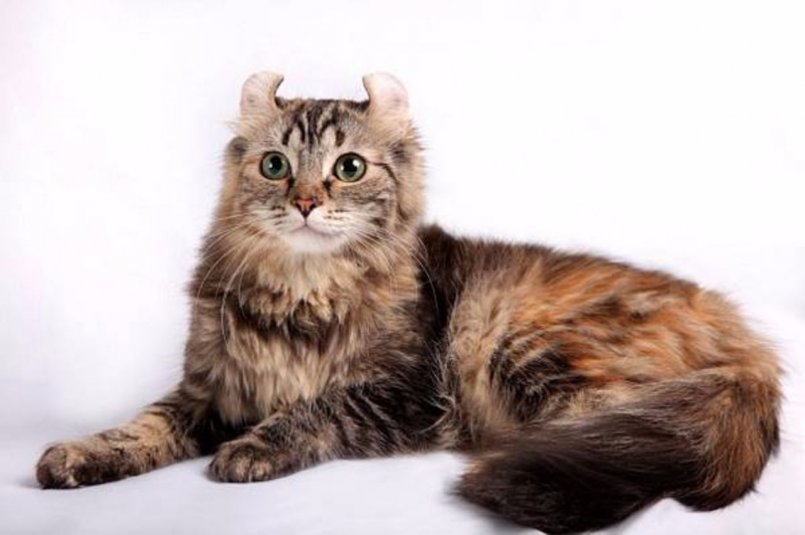 Американский керл (145 фото): описание породы, история происхождения, характер, цена котенка, внешний вид, уход, питание