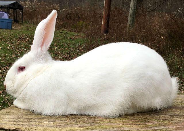 Кролик белый великан — описание породы, характеристика, разведение и содержание. | cельхозпортал