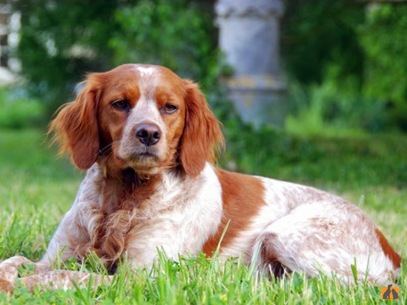 Бретонский эспаньоль (французский спаниель): фото собак, история происхождения и описание породы, а так же где можно купить щенка