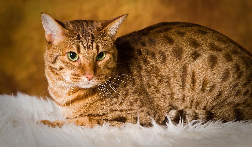 Оцикет (27 фото): описание породы кошек, особенности характера котов. популярные клички