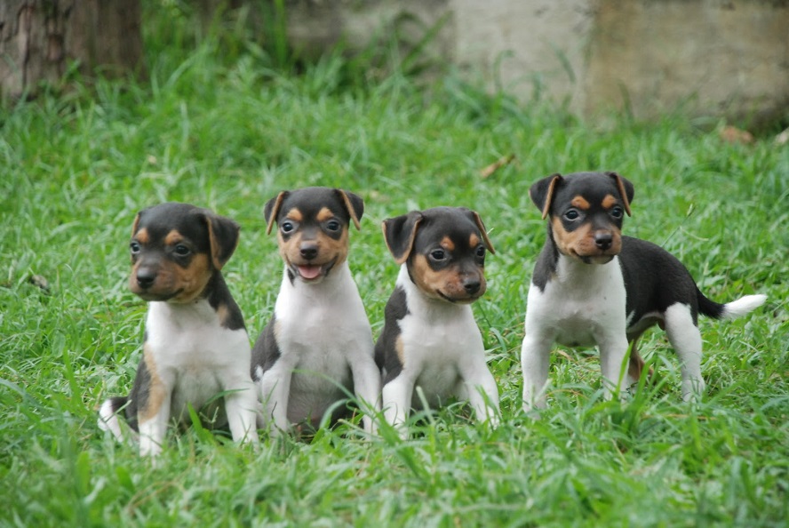Фокстерьер: описание породы, характер собаки и щенка, фото, цена