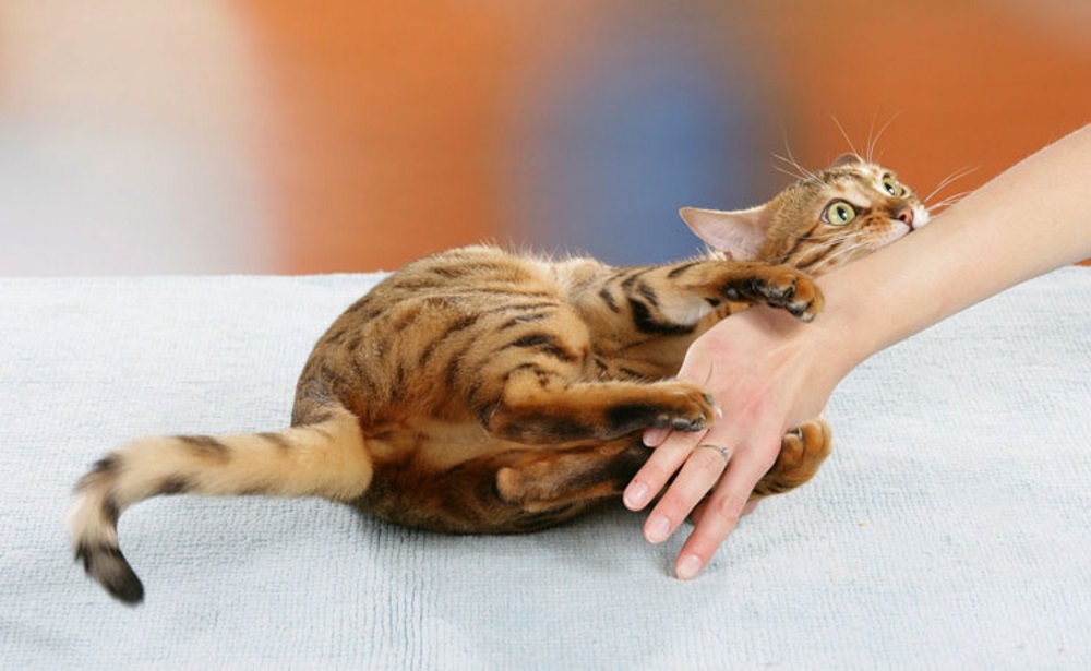 5 причин, почему кошка кусает за руки - что делать
