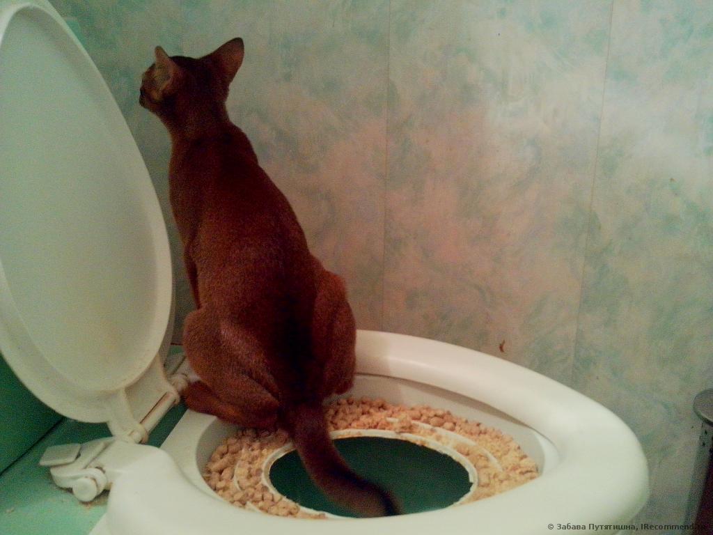 Способы приучения котенка к туалету