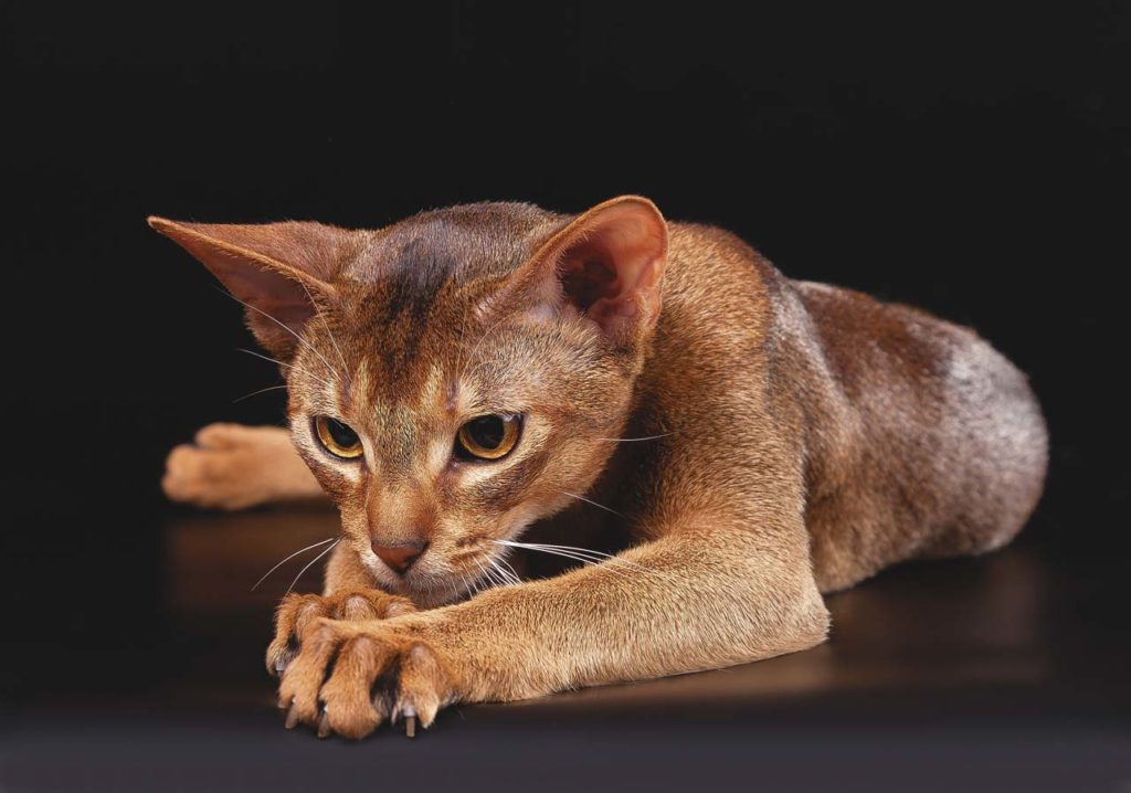 Абиссинская кошка: описание породы, фото, интересные факты, внешний вид, повадки
