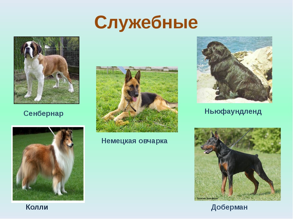 Служебные собаки породы краткое описание