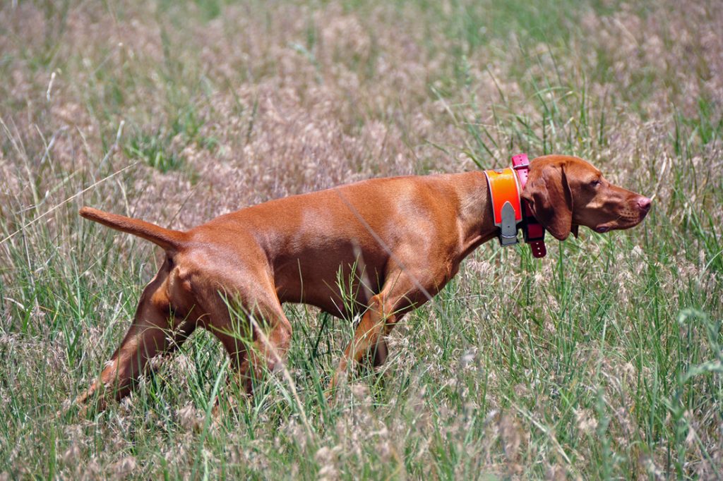 Характеристика собак породы венгерская выжла с отзывами и фото
