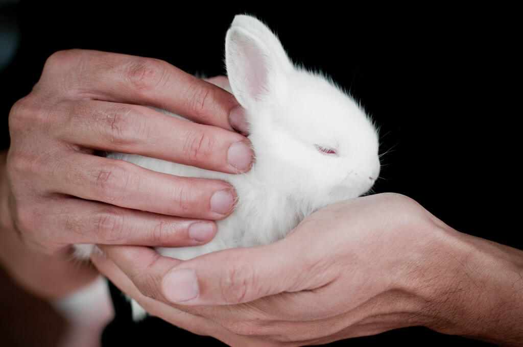 Как дрессировать кролика декоративного и приручить к рукам | сортовед
