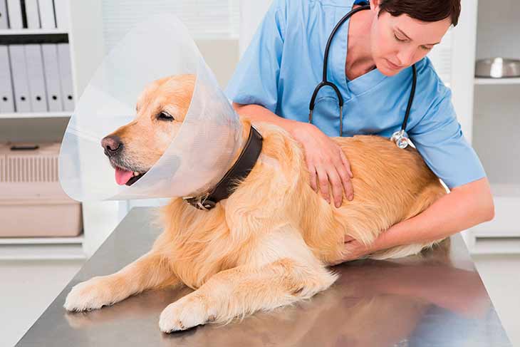 Стригущий лишай у собак симптомы и лечение - здоровье животных | сеть ветеринарных клиник, зоомагазинов, ветаптек в воронеже