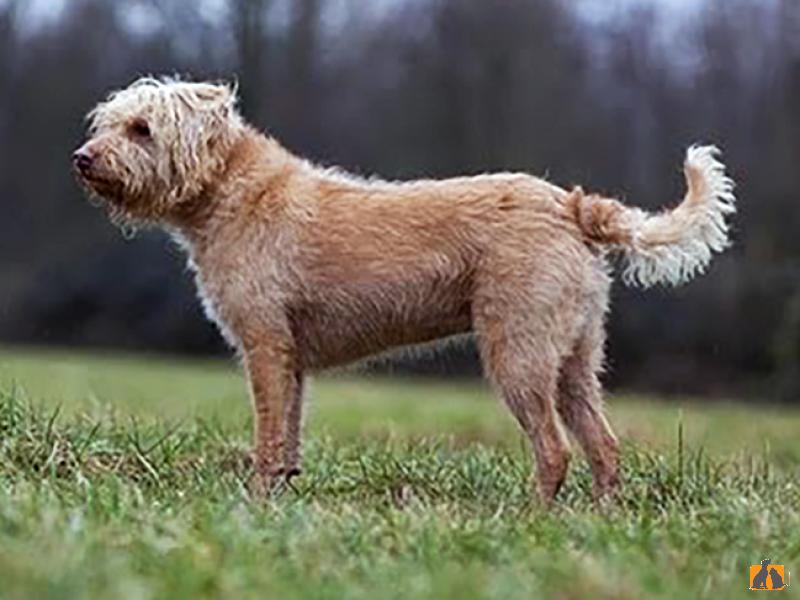 Порода собак голландский смаусхонд