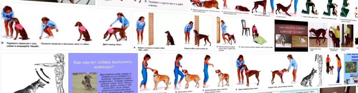 Обучение собаки команде «фас» в домашних условиях на человеке