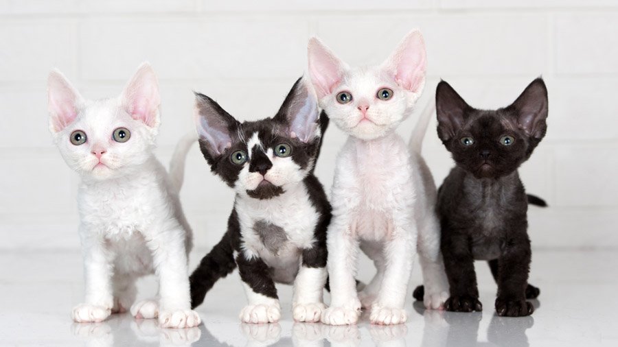 Гипоаллергенные породы кошек: выбор питомца и правила содержания
