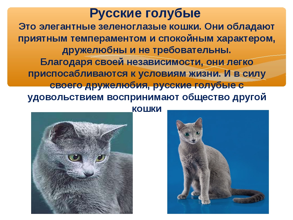 Европейская короткошерстная кошка: внешний вид, повадки и требования к содержанию породы в доме и квартире