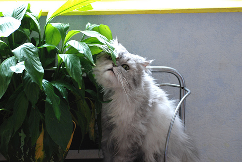 Кошка ест домашние цветы. что делать?