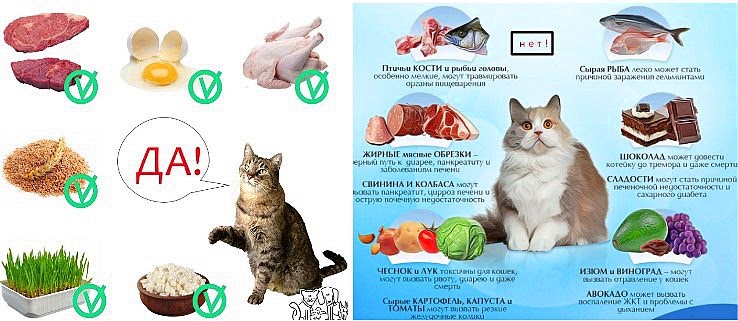 Чем кормить кошку после родов (6 кормов для кормящих кошек)
