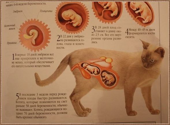 Сколько длится беременность кошек: признаки и сроки вынашивания котят по времени для разных пород