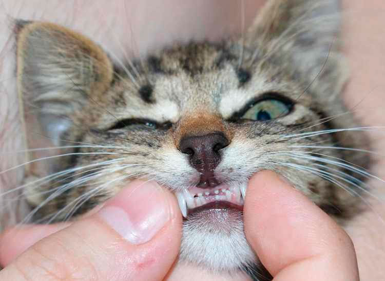 Зубы у котов схемы по возрасту фото
