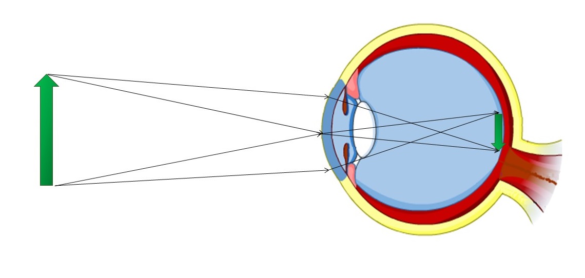 Что видит какой то предмет. Оптическая система глаза физика. Оптическая система глаза хрусталик. Ход лучей в глазу физика оптика. Оптическая система глаза строение глаза физика.