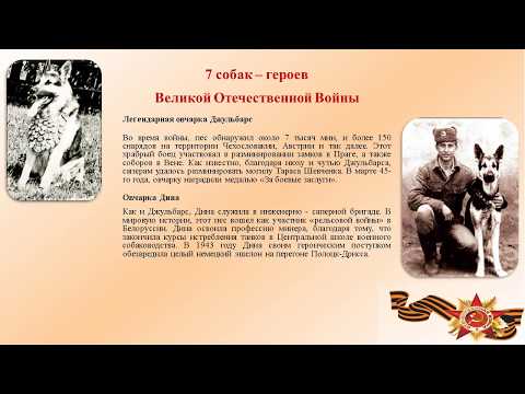 Сергей васильев • четвероногие солдаты войны. пожертвовавшим собой посвящается...