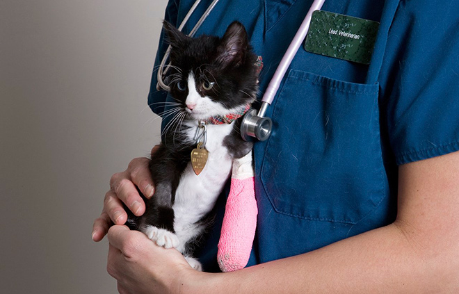 Падение кошки с большой высоты (высотная травма у кошки). ветеринарная клиника "зоостатус"