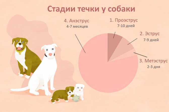 Роды у собак: признаки начала родов и этапы их протекания
