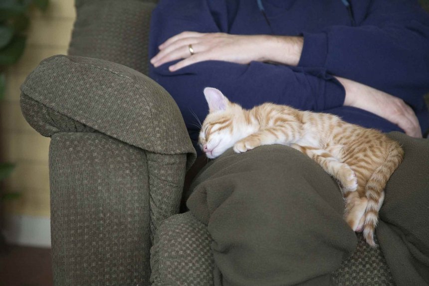 Почему кошки спят в ногах у хозяина? основные причины