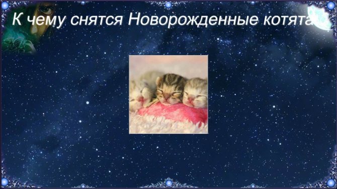 К чему снится кошка с котятами девушке, женщине, мужчине