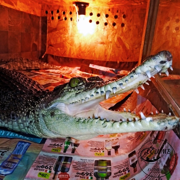 Какой крокодил является самым маленьким в мире? топ-10 карликовых видов