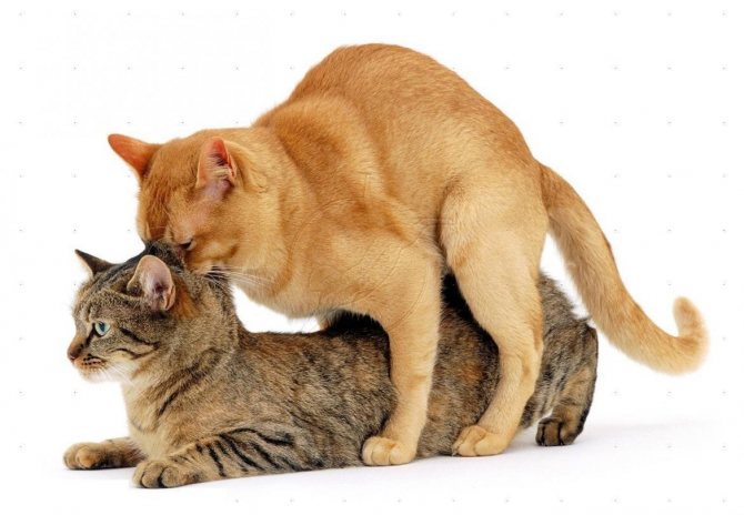 Как происходит вязка котов и кошек – что нужно знать новичку-заводчику