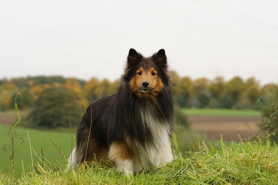 Шелти собака. описание, особенности, уход и цена породы шелти
