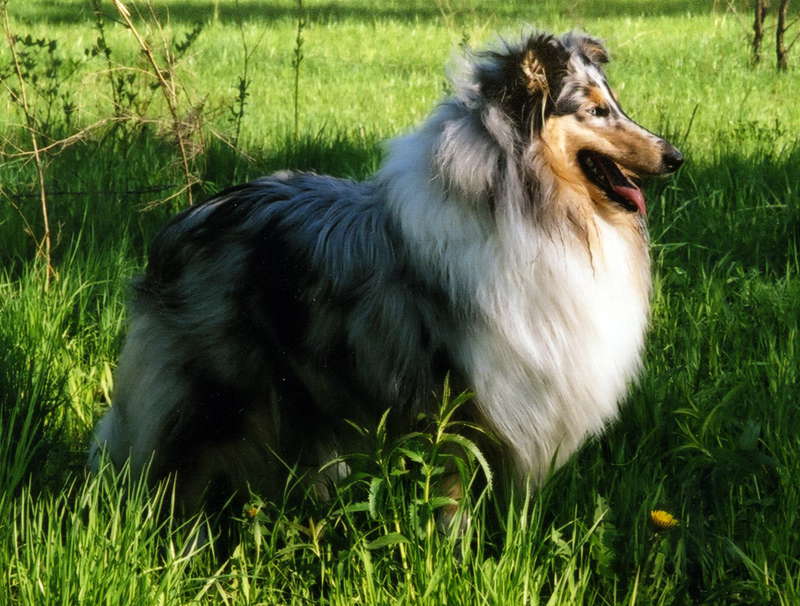 Редкие породы собак. описание, названия, виды и фото редких пород собак | живность.ру