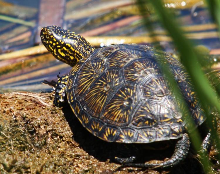 Болотная черепаха: советы по выбору, внешний вид, уход и содержание черепахи (105 фото)