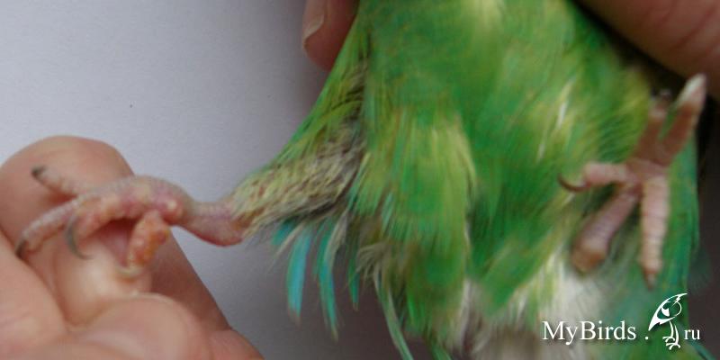Болезни крыльев у волнистых попугаев - симптомы и лечение
