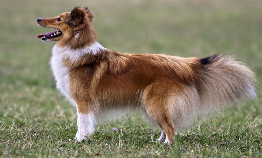 Шелти собака. описание, особенности, уход и цена породы шелти | животный мир