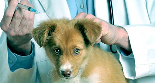 Вакцина против чумы собак - цена прививки от чумки щенкам