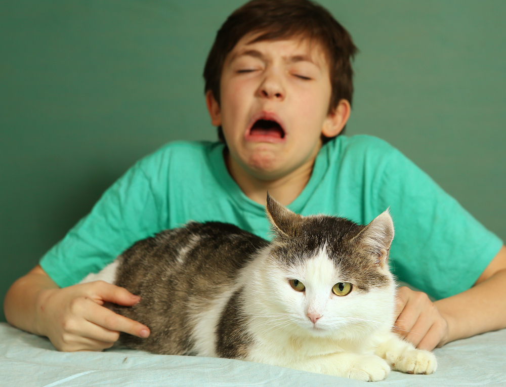 Аллергия на кошек. симптомы, причины и лечение аллергии на кошек у детей