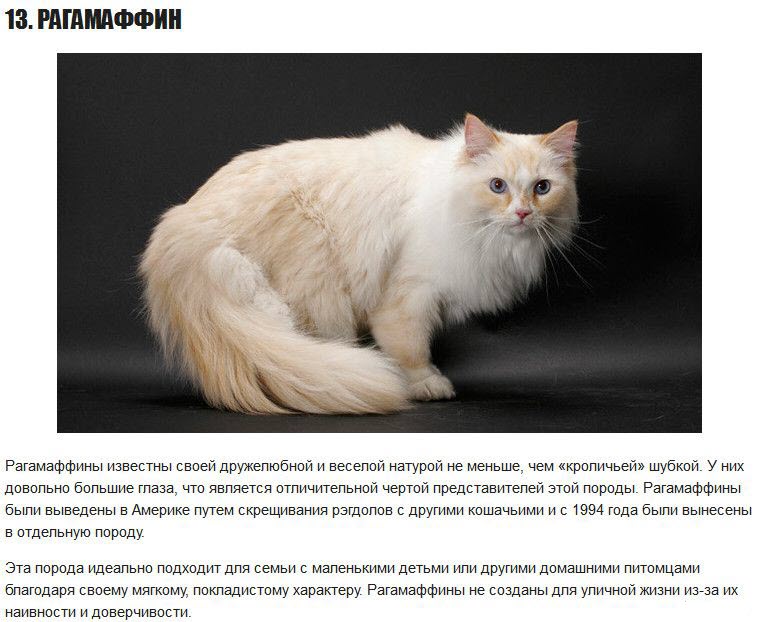 Рагамаффин: подробное описание породы кошек с фото и видео